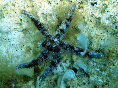 Coscinasterias tenuispina